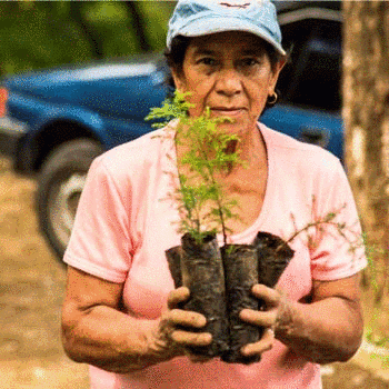 Buscan voluntarios para el Día del Millón de Árboles 2017