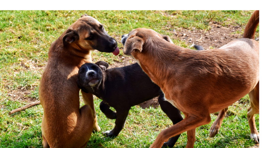 Concurso de fotograf&iacute;a de Perros Mestizos Feria de Adopci&oacute;n de Mascotas| Mayo 2017
