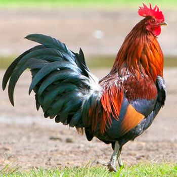El gallo de la vecina en Guatemala
