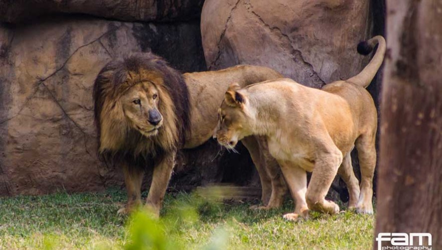 Historia de Leono el león que reside en el Zoológico La Aurora 2017