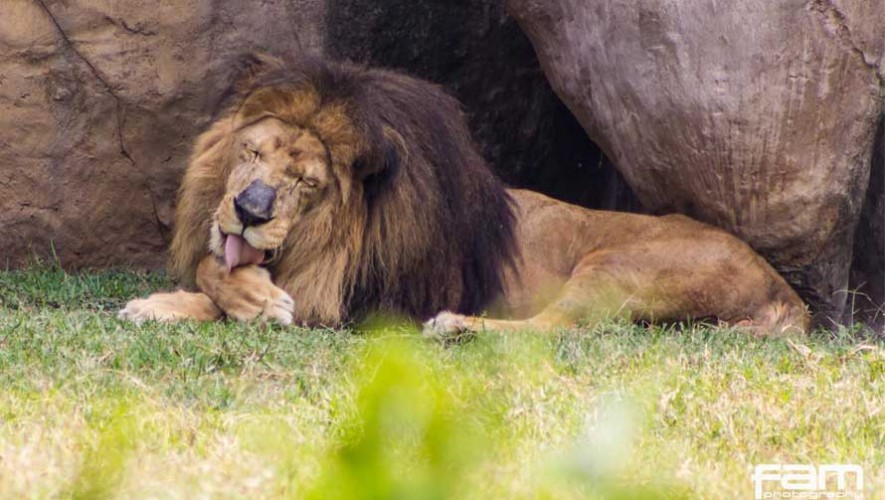 Historia de Leono el león que reside en el Zoológico La Aurora