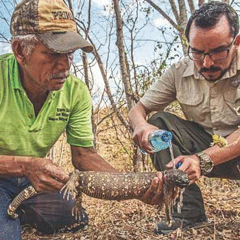 Lagarto enchaquirado de Guatemala podría contribuir a la medicina, según NatGeo
