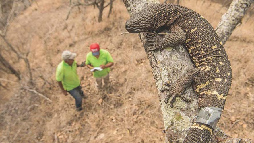 Lagarto enchaquirado de Guatemala podría contribuir a la medicina, según National Geographic