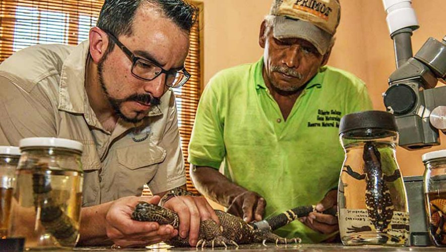 Lagarto enchaquirado de Guatemala podría contribuir a la medicina, según National Geographic