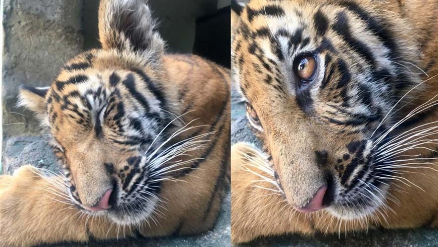 Zoológico La Aurora será el nuevo hogar del Tigre de bengala, rescatado en Suchitepéquez 2017