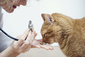 Castración felina
