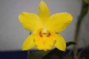 orquídeas