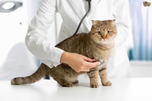 Castración felina. 