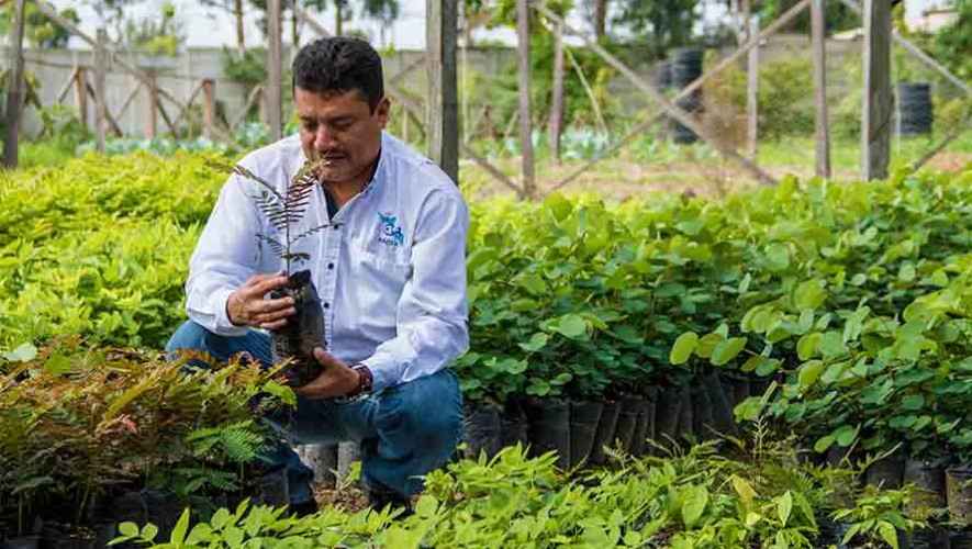 Buscan voluntarios para sembrar 50,000 árboles en Amatitlán