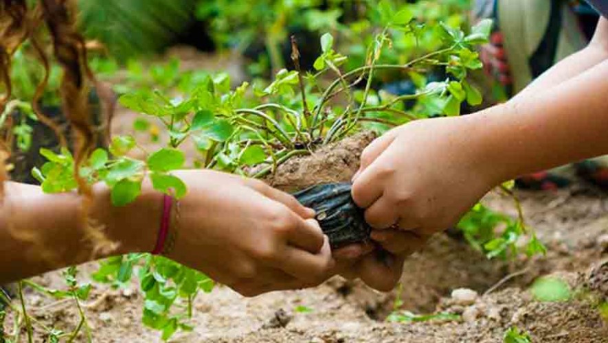 Buscan voluntarios para sembrar 50,000 árboles en Amatitlán