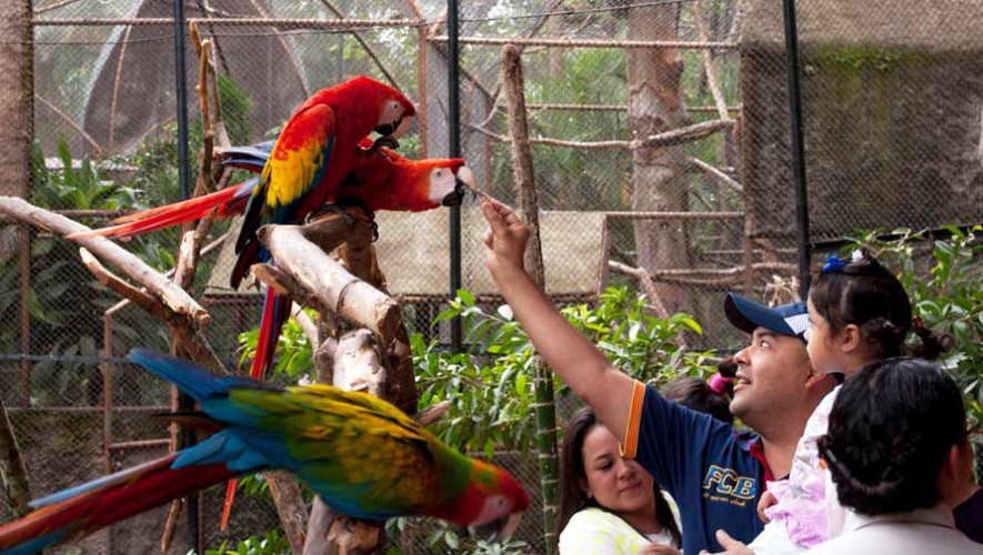 Convocatoria para ser voluntario en el Zoológico La Aurora en Guatemala 2017