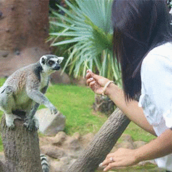 Convocatoria para ser voluntario en el Zoológico La Aurora en Guatemala 2017