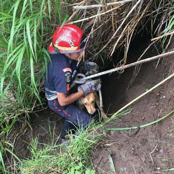 Guatemaltecos rescatan a perro que había caído en un barranco de Mixco