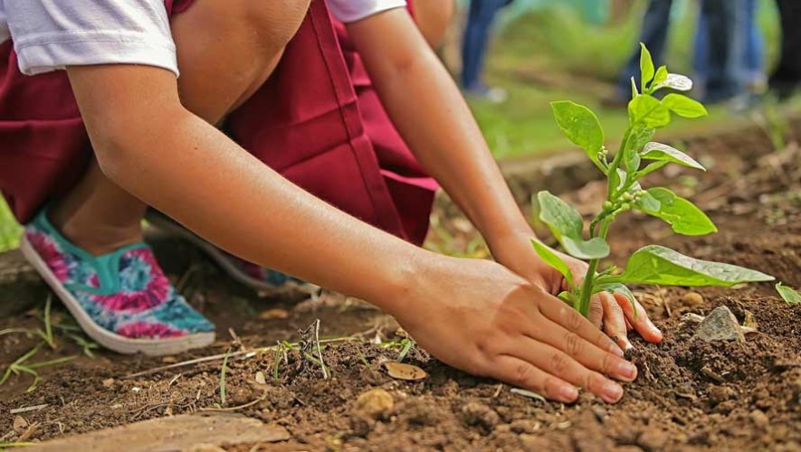 Guatemaltecos sembrarán 100,000 mil árboles en Chisec, Alta Verapaz
