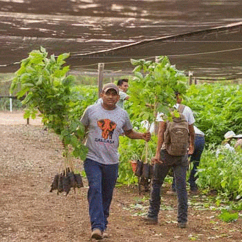 Guatemaltecos sembrarán 100,000 mil árboles en Chisec, Alta Verapaz