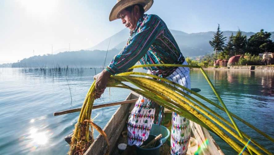 Guatemaltecos siembran tul para conservar el Lago de Atitlán