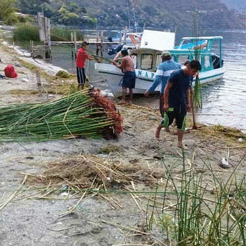 Guatemaltecos siembran tul para conservar el Lago de Atitlán