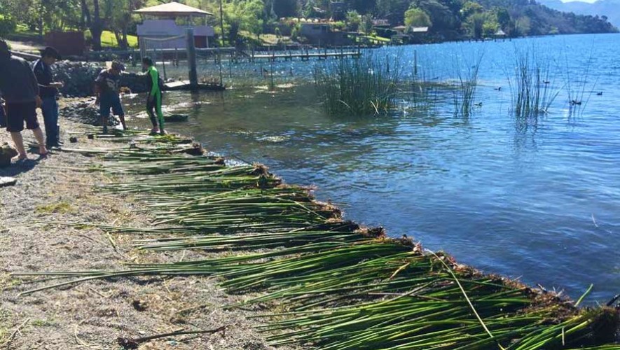 Plantaciones de tul para el Lago de Atitlán