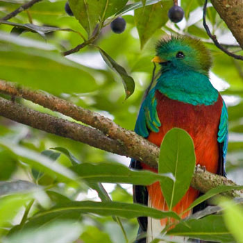 Biotopo del Quetzal