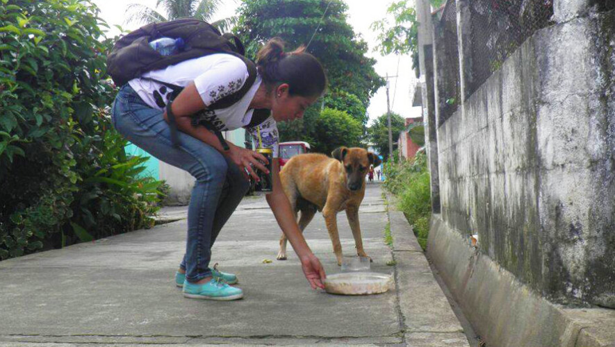 Voluntarios reparten comida para perros sin hogar en Retalhuleu 2017
