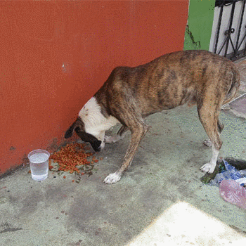 Voluntarios reparten comida para perros sin hogar en Retalhuleu