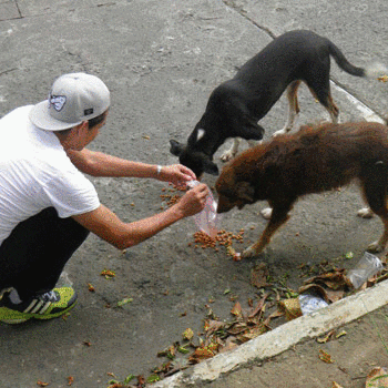 Voluntarios reparten comida para perros sin hogar en Retalhuleu