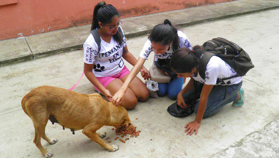 Voluntarios reparten comida para perros sin hogar en Retalhuleu