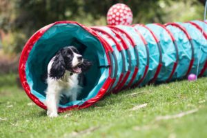 (Foto: Birthday Dog)