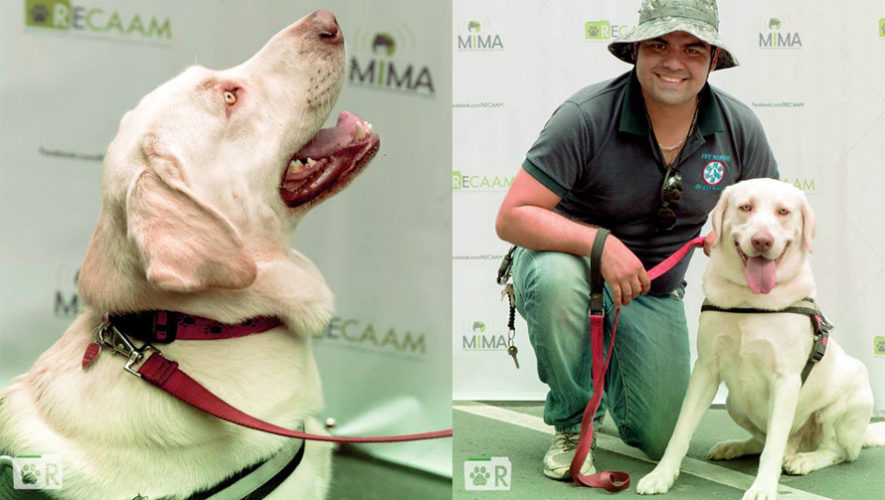 Drago la historia del perro rescatista de Guatemala