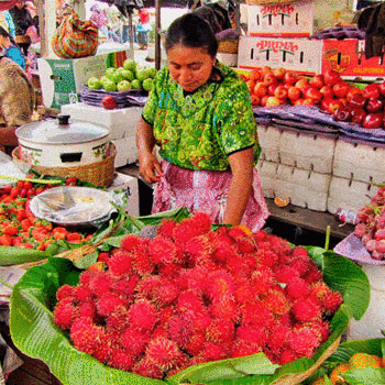 El municipio de Almolonga en Quetzaltenango produce verduras de gran tamaño