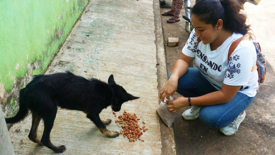 Reparten comida a perros de la calle en municipios de Retalhuleu