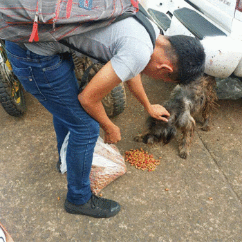 Reparten comida a perros de la calle en municipios de Retalhuleu