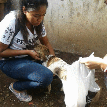 Reparten comida a perros de la calle en municipios de Retalhuleu