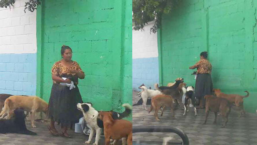 Doña María reparte comida a más de 30 perros sin hogar en Guatemala