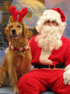 (Foto: Golden Retriever Freedom)