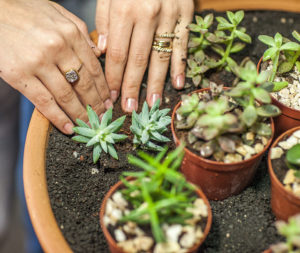 (Foto: Extraída de Flores Cultura Mix)