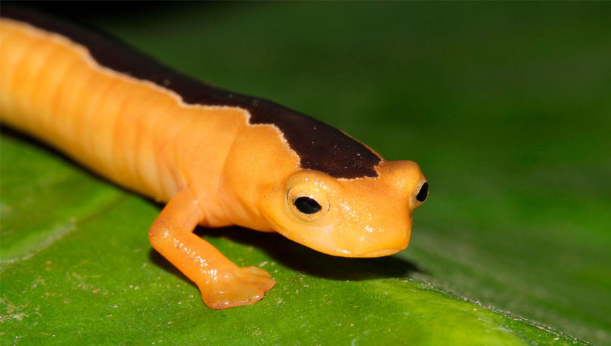 En Guatemala encuentran una salamandra que se creía extinta desde hace 42 años