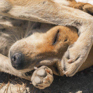 Guatemaltecos alimentarán a perritos de la calle