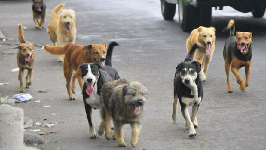 Guatemaltecos alimentarán a perritos de la calle