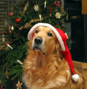(Foto: Christmastreetruck)