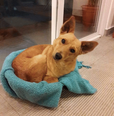 Dona ropa para perritos rescatados en la Ciudad de Guatemala