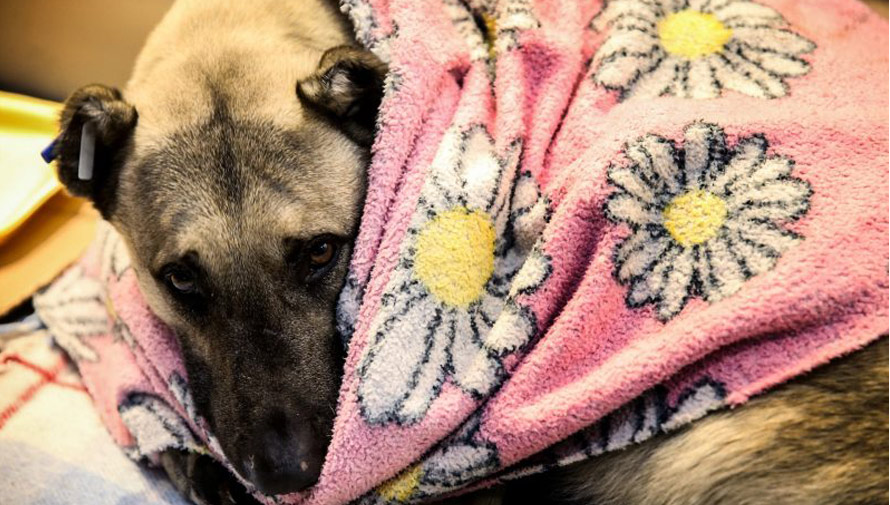 Dona ropa para perritos rescatados en la Ciudad de Guatemala