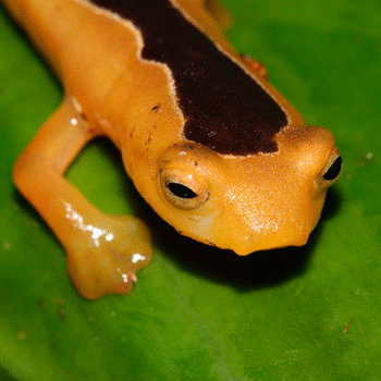 Guatemala encuentran una salamandra que se creía extinta desde hace 42 años