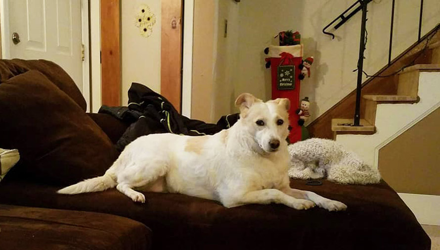 Lilly, perrita guatemalteca fue adoptada por una familia en Estados Unidos