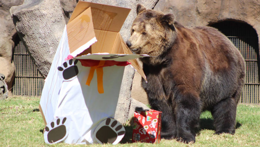 Los animales del Zoológico La Aurora abrieron sus regalos de Navidad, 2017