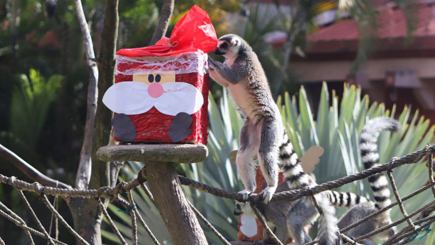 Los animales del Zoológico La Aurora abrieron sus regalos de Navidad, 2017