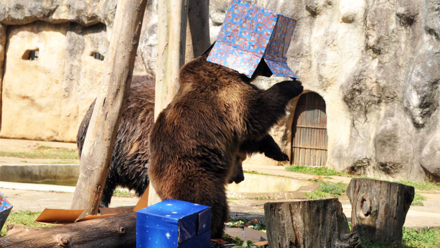 Los animales del zoológico La Aurora celebrarán Navidad abriendo regalos, 2017