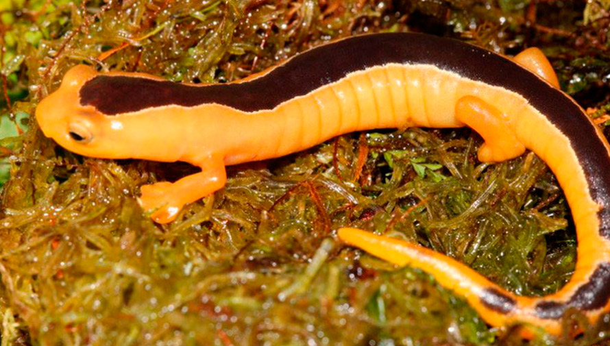 Salamandra trepadora de Jackson.