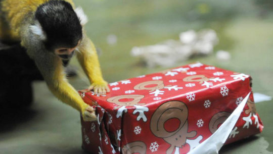 Los animales del zoológico La Aurora celebrarán Navidad abriendo regalos, 2017