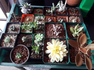 (Créditos: Estavios Bonsai Guate)